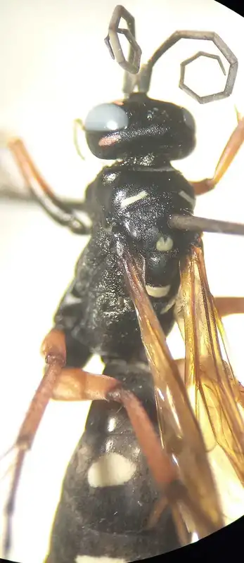 Cryptocheilus versicolor
