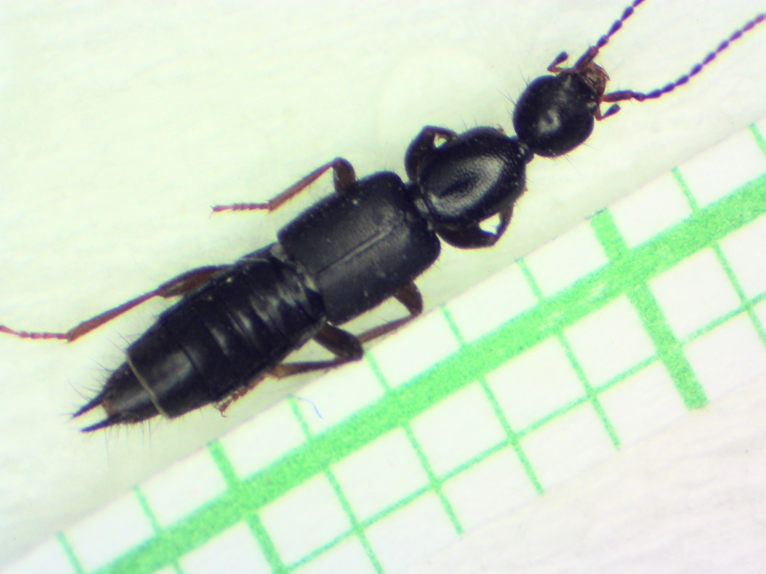 Tetartopeus rufonitidus - mocsári mocsárholyva
