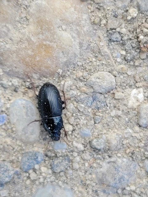 Harpalus flavicornis - sárgacsápú lomhafutó