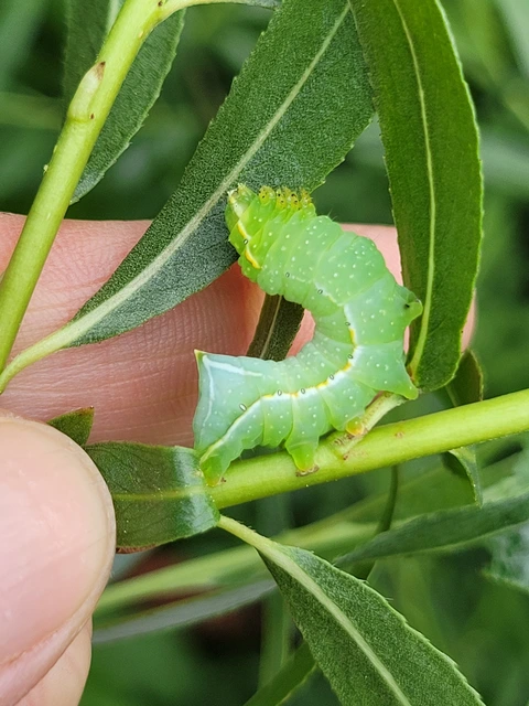 Amphipyra pyramidea - fahéjszínű bagoly