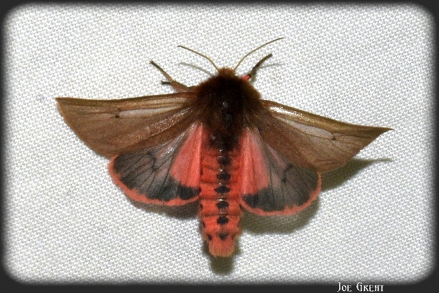 Phragmatobia fuliginosa - füstös medvelepke