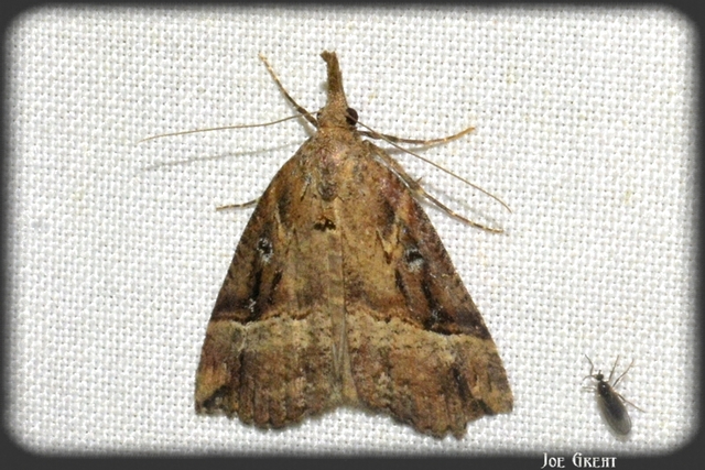 Hypena rostralis - közönséges karcsúbagoly