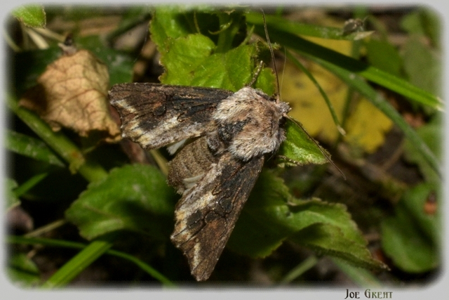 Egira conspicillaris - változékony szürkebagoly