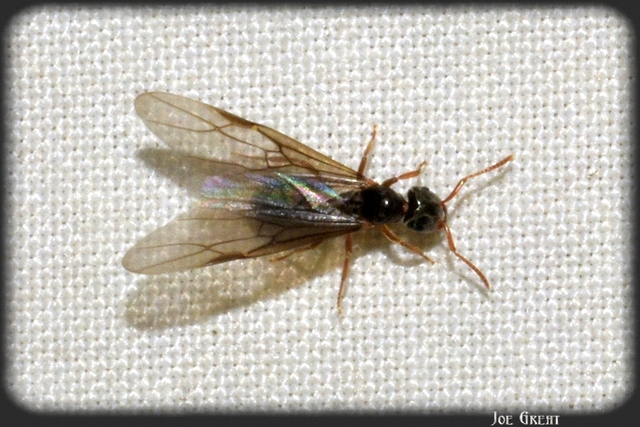 Lasius