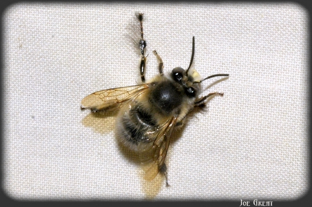 Hymenoptera - Hártyásszárnyúak