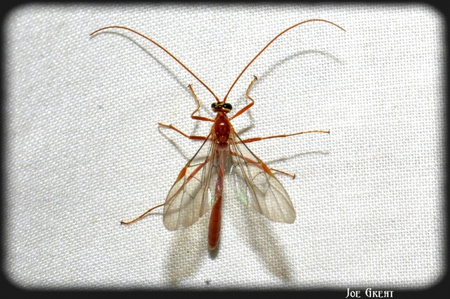 Hymenoptera - Hártyásszárnyúak