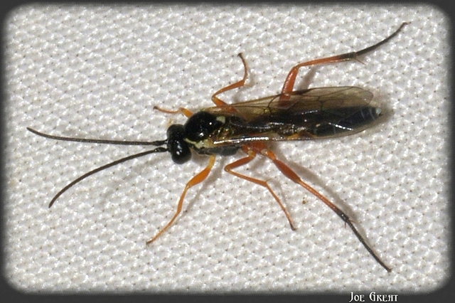 Hymenoptera - Hártyásszárnyúak