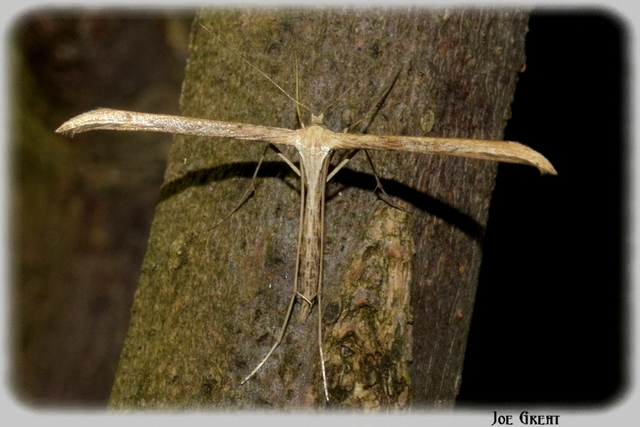 Pterophoridae - tollasmolyfélék