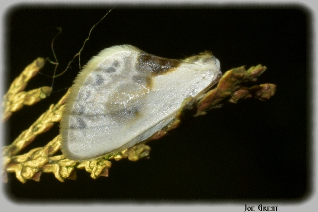 Cilix glaucata - törpe sarlósszövő