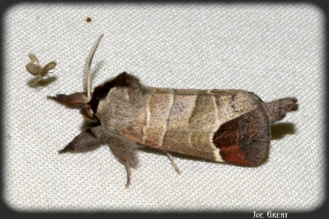 Clostera curtula - rövidszárnyú levélszövő