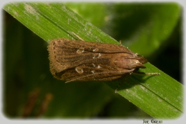 Helcystogramma triannulella - szuláksodró lápimoly