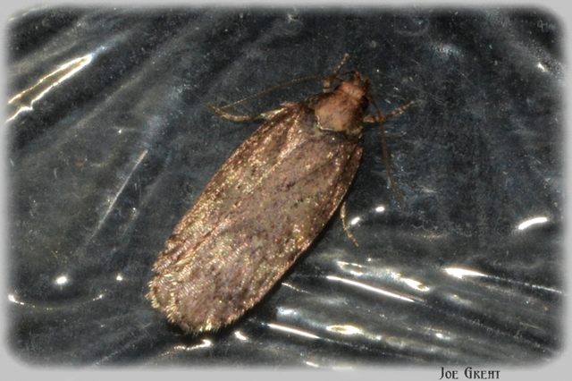 Gelechiidae - sarlósajkú-molylepkefélék