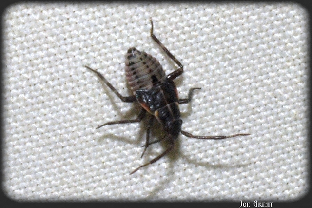 Heteroptera - Poloskák