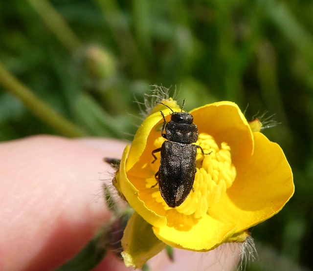 Anthaxia quadripunctata - fekete virágdíszbogár Anthaxia quadripunctata - fekete virágdíszbogár