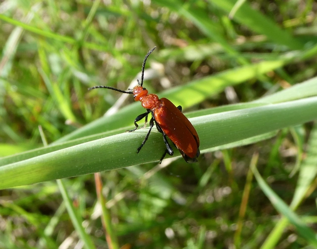 Pyrochroa serraticornis - közép-bíborbogár
