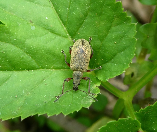 Phyllobius glaucus - éger-levélormányos Phyllobius glaucus - éger-levélormányos