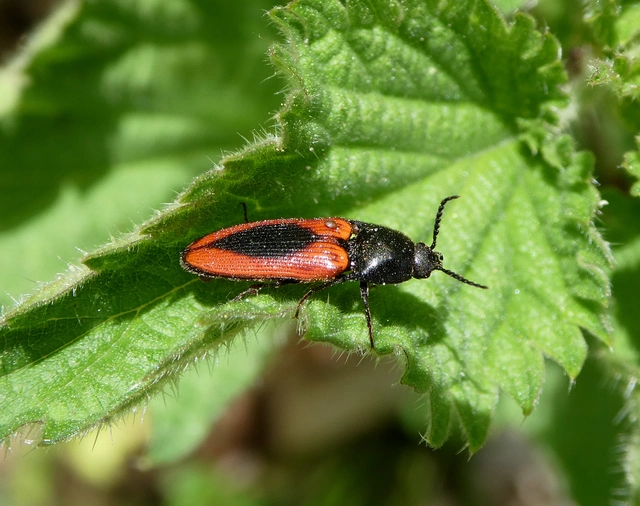 Ampedus sanguinolentus - középfoltos pattanó