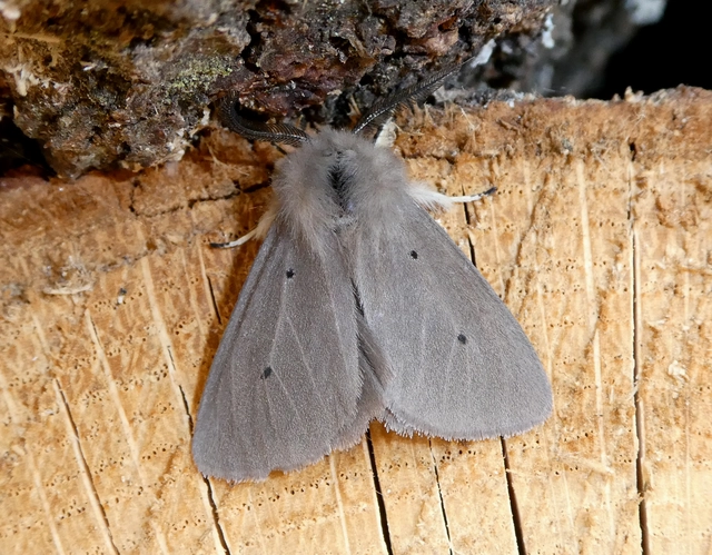 Diaphora mendica - felemás medvelepke