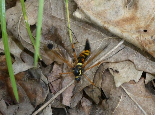 Ctenophora festiva
