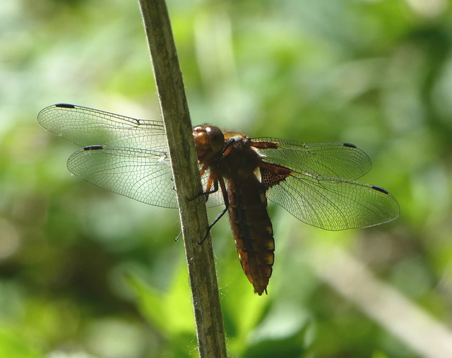 Libellula depressa - széles laposacsa