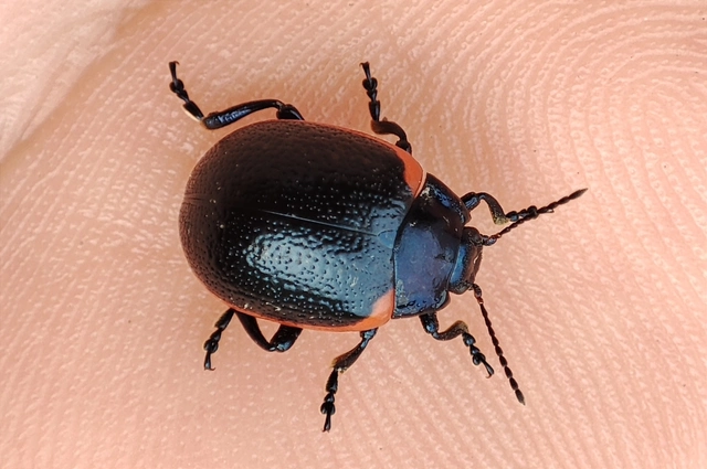 Chrysolina rossia - trapézhátú szegélyeslevelész