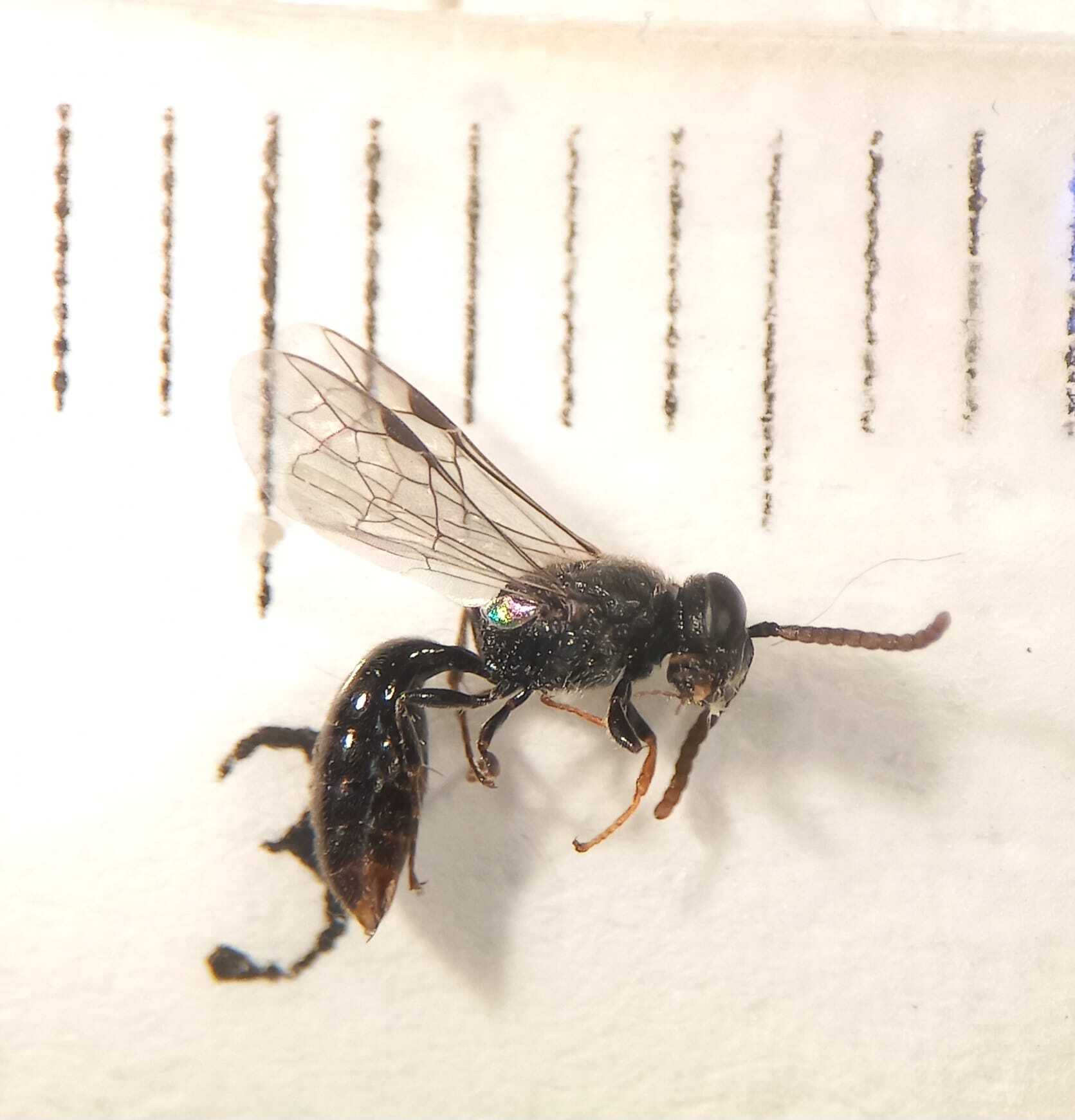 Psenulus