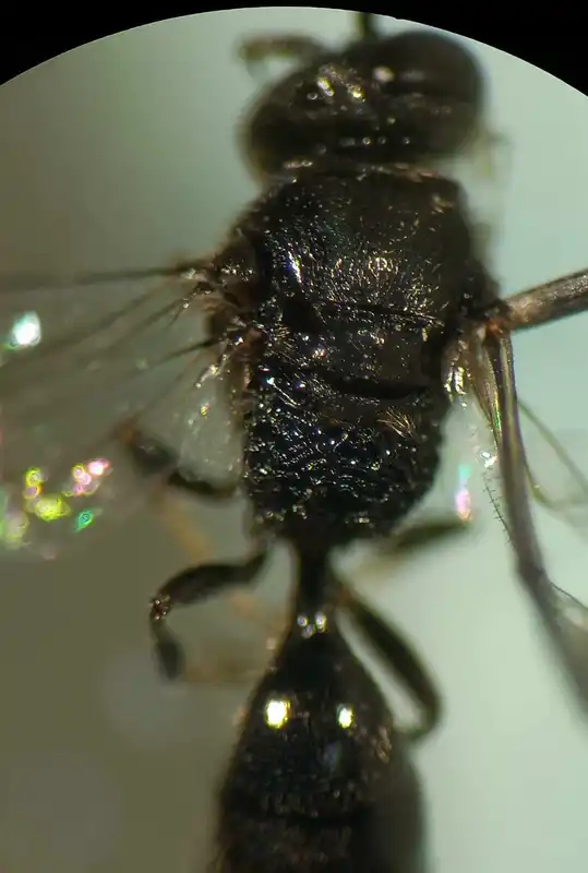Psenulus