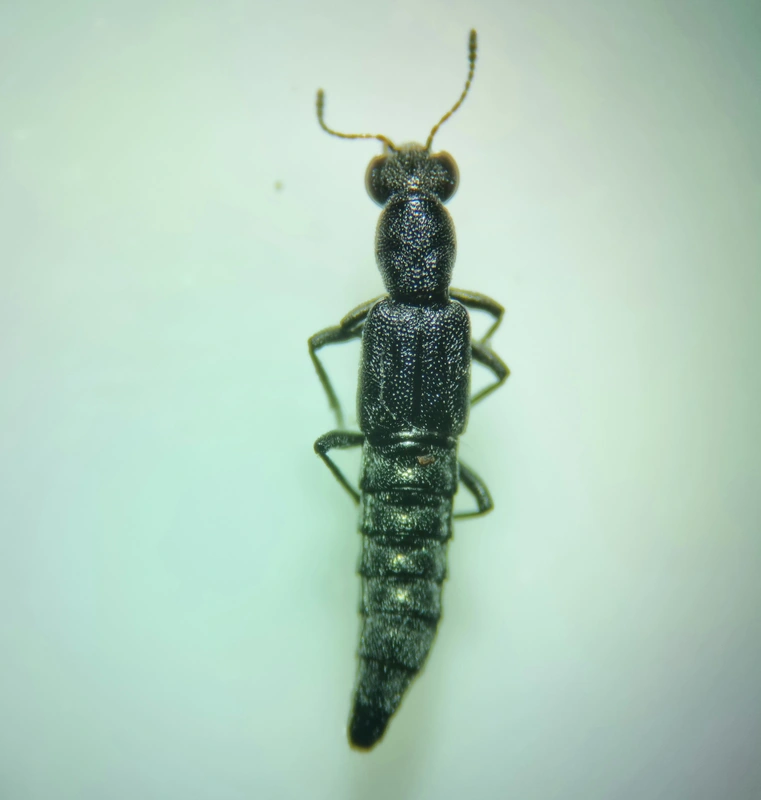 Stenus binotatus - szélestalpú szemesholyva