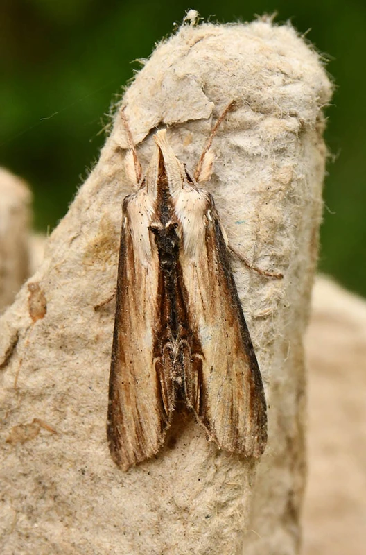 Shargacucullia gozmanyi/scrophulariae/verbasci