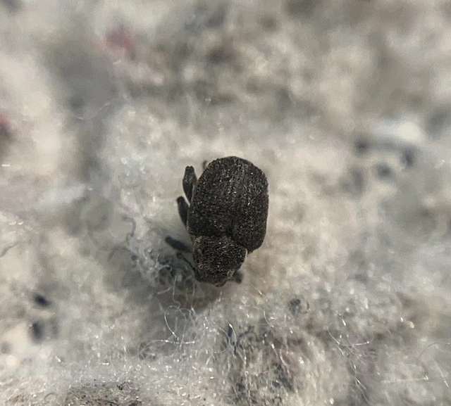 Pelenomus quadrituberculatus - kis keserűfű-ormányos