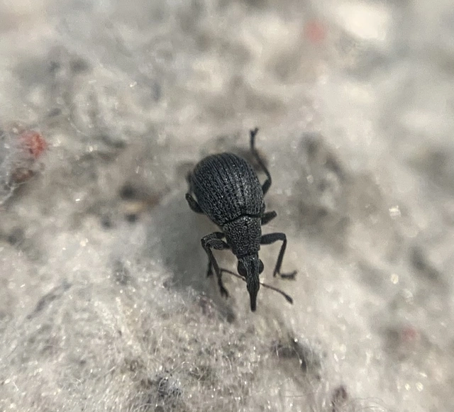 Oxystoma craccae - kaszanyügbükköny-cickányormányos