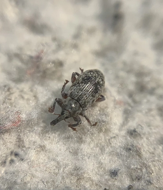 Dorytomus rubirostris - tavaszi hangormányos