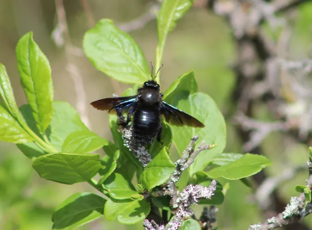 Xylocopa violacea - kék fadongó