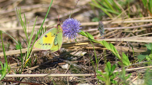 Colias chrysotheme - dolomit-kéneslepke