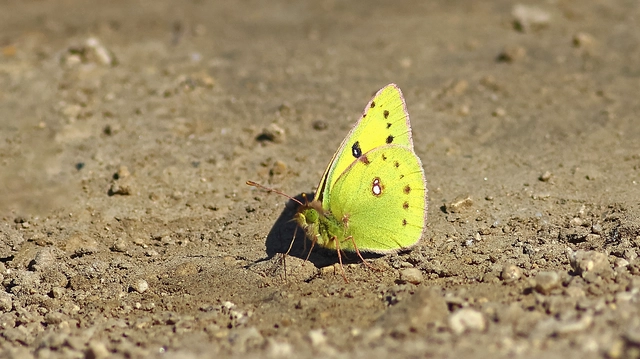 Colias chrysotheme - dolomit-kéneslepke