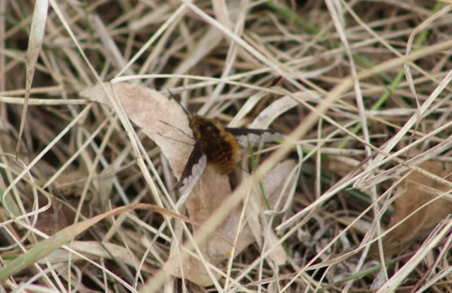 Bombylius major - szegélyes pöszörlégy