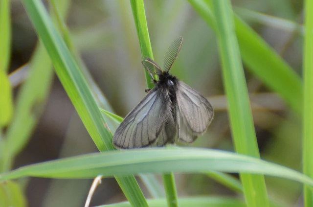 Pentophera morio - réti gyapjaslepke