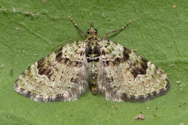 Chloroclystis v-ata - zöldes törpearaszoló