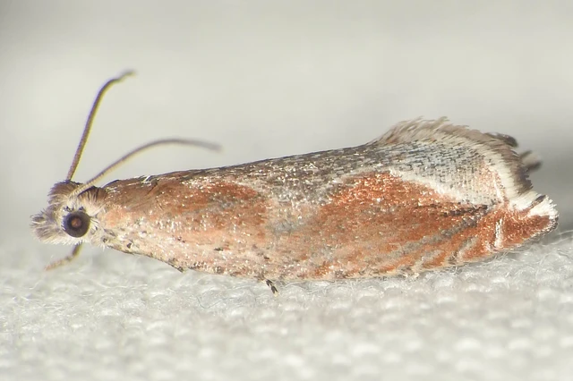 Ancylis