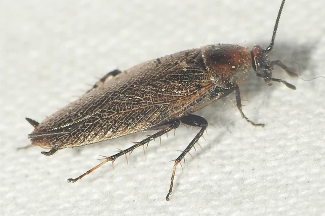 Ectobius erythronotus - sárgatorú erdeicsótány