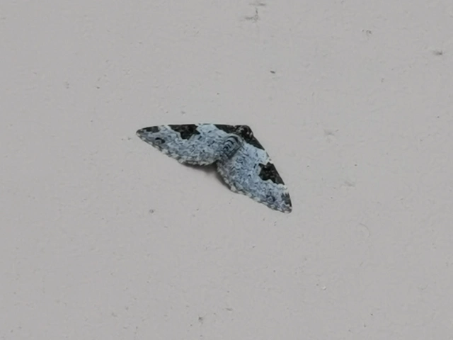 Xanthorhoe fluctuata - közönséges tarkaaraszoló