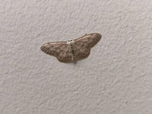 Idaea seriata - szürke apróaraszoló