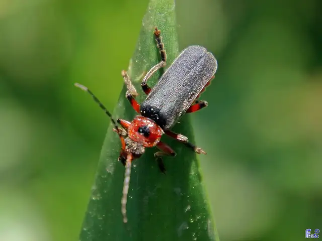 Cantharis rustica - suszterbogár