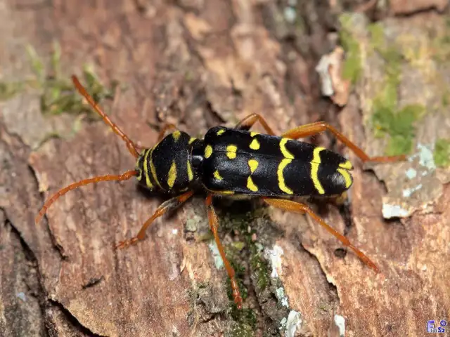 Plagionotus arcuatus - bársonyos darázscincér
