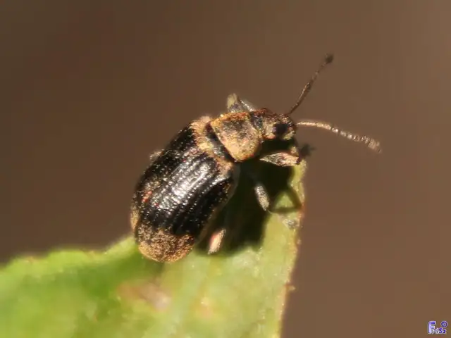 Phyllobius pyri - gyümölcsfa-levélormányos