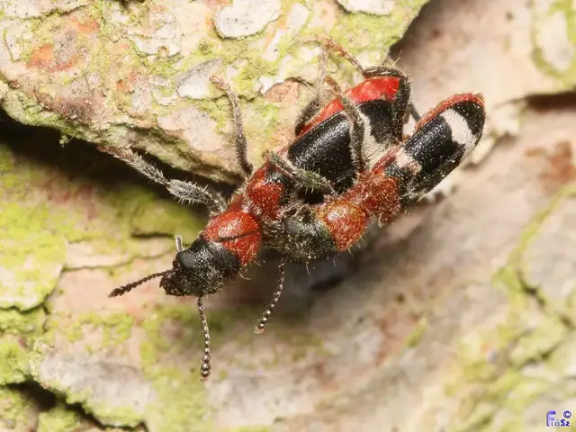 Thanasimus formicarius - vörösnyakú szúfarkas