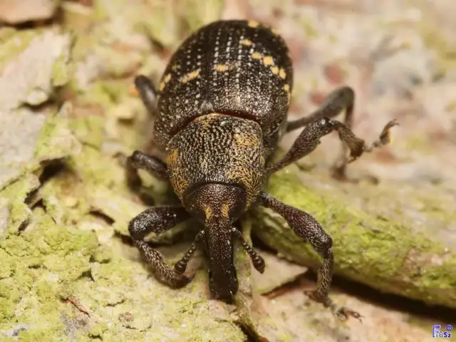 Hylobius abietis - nagy fenyvesormányos