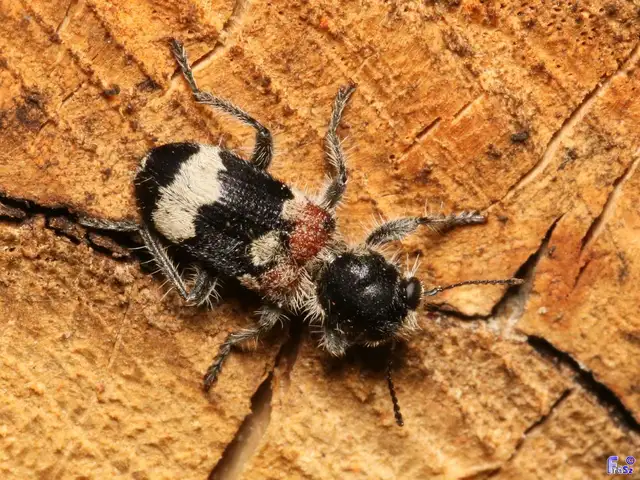 Clerus mutillarius - feketenyakú szúfarkas