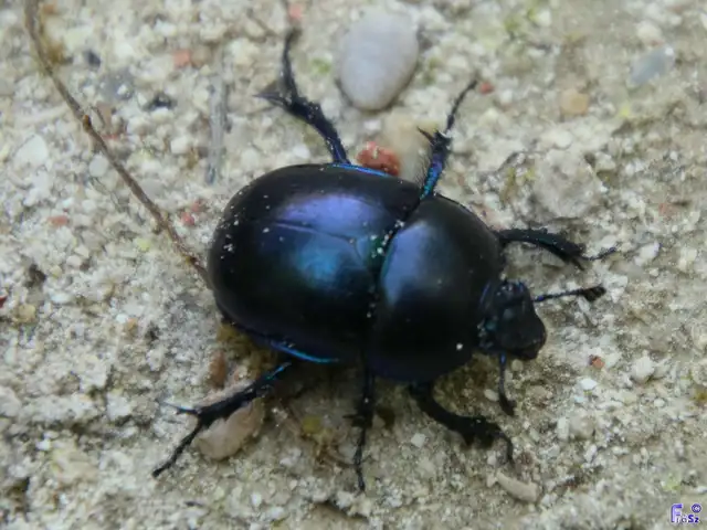 Trypocopris vernalis - tavaszi álganéjtúró