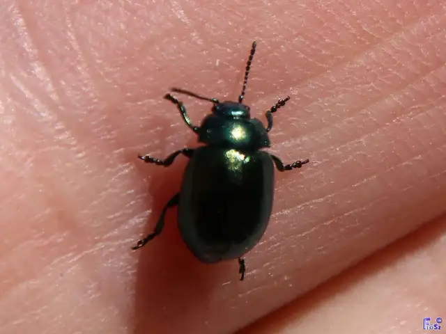 Chrysolina varians - kis orbáncfűlevelész